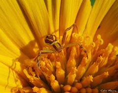Misumenops maculissparsus