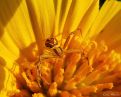 Misumenops maculissparsus