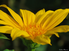 Tithonia diversifolia