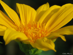 Tithonia diversifolia