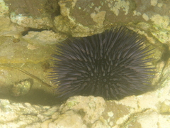 Echinometra mathaei