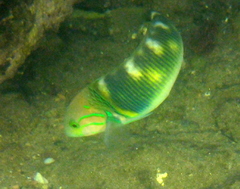 Thalassoma hebraicum