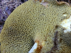 Suillus ampliporus