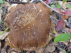 Suillus ampliporus