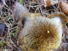 Suillus ampliporus
