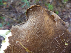 Suillus ampliporus