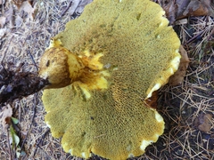 Suillus ampliporus