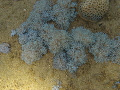 Sansibia