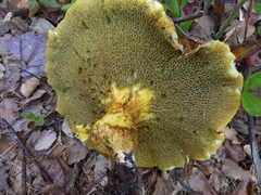 Suillus ampliporus