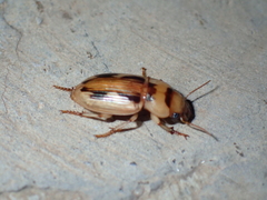 Bradybaenus opulentus