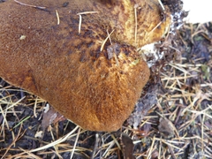 Suillus ampliporus