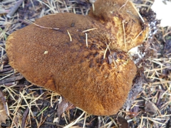 Suillus ampliporus