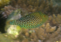 Canthigaster janthinoptera