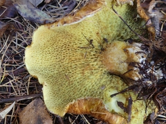 Suillus ampliporus