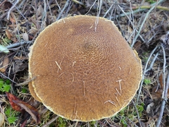 Suillus ampliporus