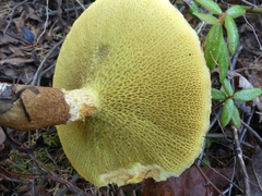Suillus ampliporus