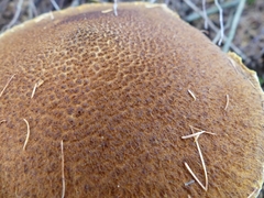 Suillus ampliporus