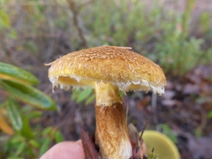 Suillus ampliporus
