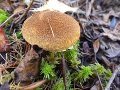 Suillus ampliporus