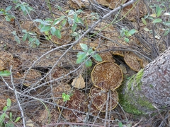 Suillus ampliporus