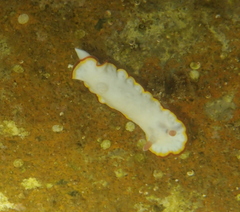 Goniobranchus verrieri
