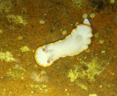 Goniobranchus verrieri