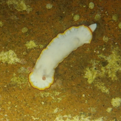 Goniobranchus verrieri