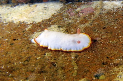 Goniobranchus verrieri