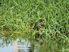 Gallinula galeata