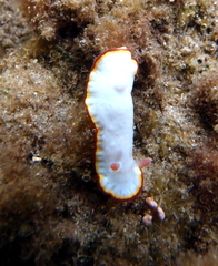Goniobranchus verrieri