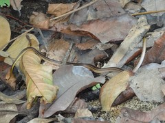 Erythrolamprus melanotus