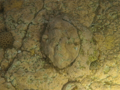 Striostrea margaritacea