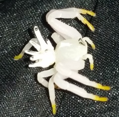 Epicadus heterogaster