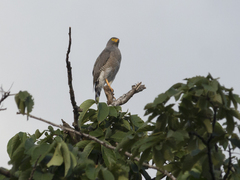 Rupornis magnirostris