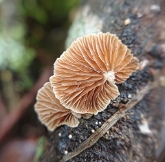 Crepidotus cesatii