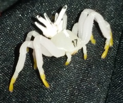 Epicadus heterogaster