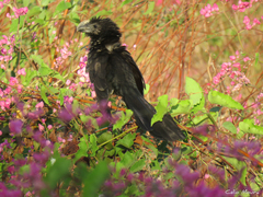 Crotophaga ani