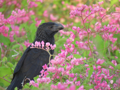Crotophaga ani