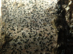 Pseudoschismatomma rufescens