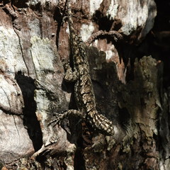 Tropidurus spinulosus