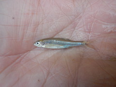 Notropis volucellus