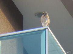 Rupornis magnirostris