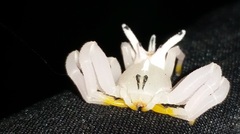 Epicadus heterogaster