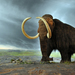 Woolly Mammoth - Photo (c) GrrlScientist, some rights reserved (CC BY-SA)