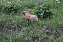 Marmota