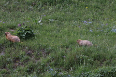 Marmota