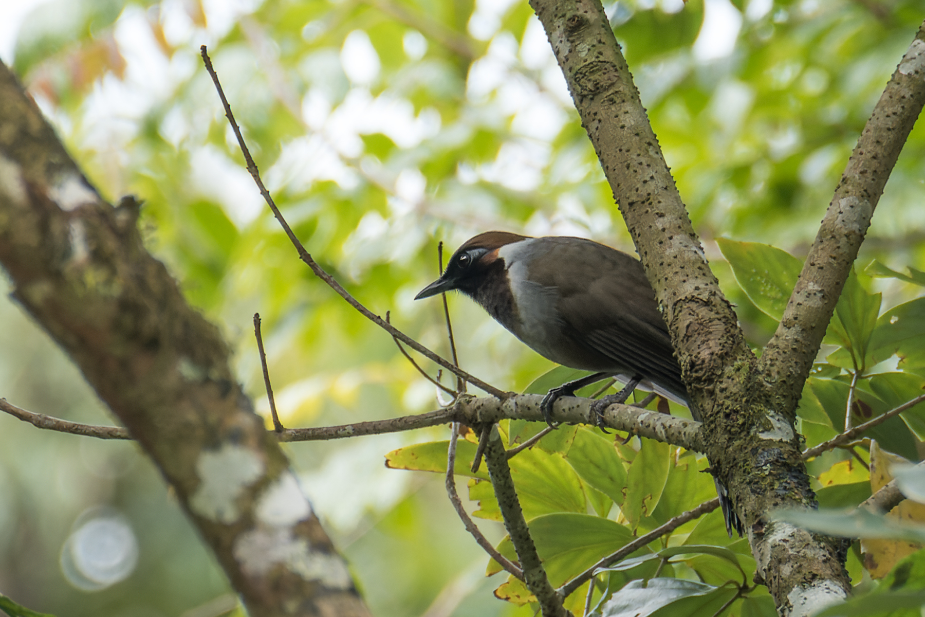 White-necked Laughingthrush