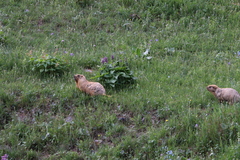 Marmota