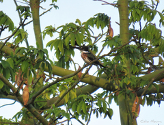 Chloroceryle amazona