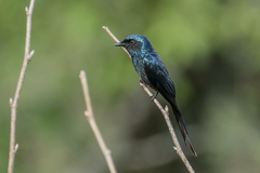 Dicrurus aeneus aeneus